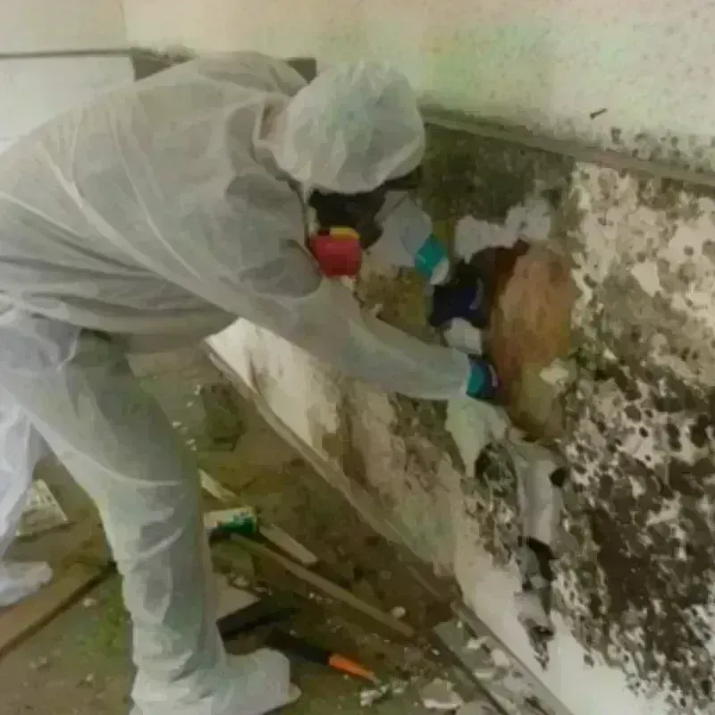 Mold Remediation and Removal in Catonsville, MD